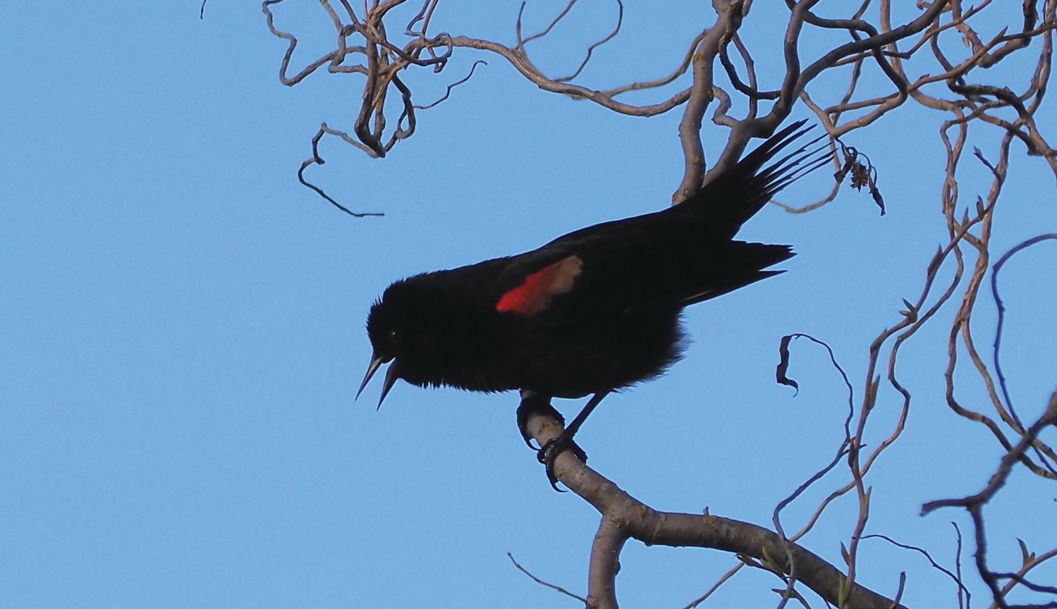 The male red-winged blackbird enthusiastically sings to establish his territory while courting the female.